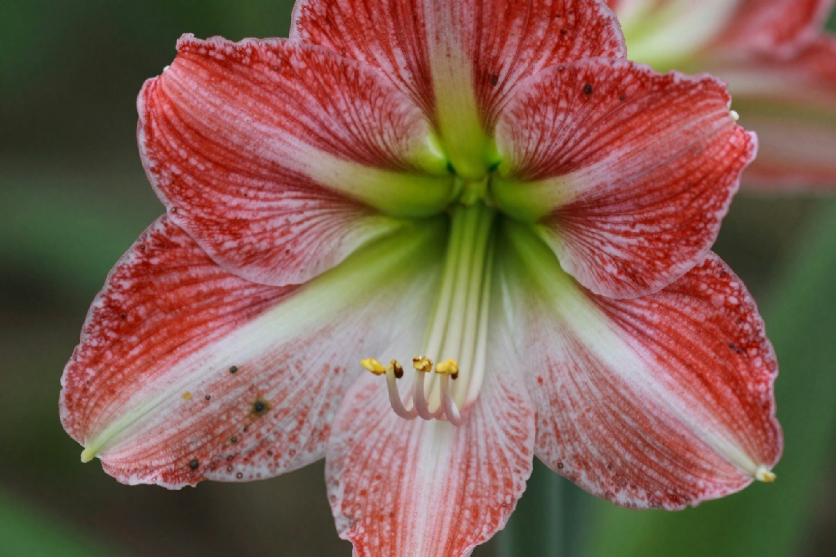 Amaryllis in crisi: strategie per affrontare le macchie rosse sulle foglie e salvare la tua pianta